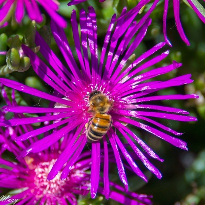 Fleurs et abeilles