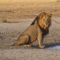 Lion, Botswana