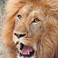 Lion Kruger Park