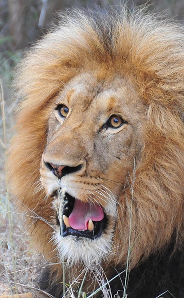 Lion Kruger Park