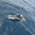 Dauphins de Mediterranée