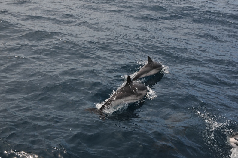 Dauphins de Mediterranée